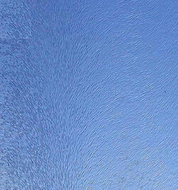 ornament chinchilla čir&aacute;